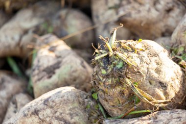 Toprakla kaplı tarlada taze toplanmış şeker pancarları. Yüksek kalite fotoğraf