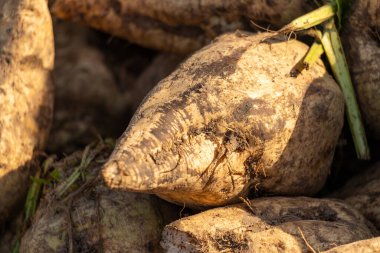Toprakla kaplı tarlada taze toplanmış şeker pancarları. Yüksek kalite fotoğraf