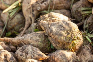 Toprakla kaplı tarlada taze toplanmış şeker pancarları. Yüksek kalite fotoğraf
