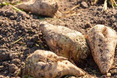 Toprakla kaplı tarlada taze toplanmış şeker pancarları. Yüksek kalite fotoğraf