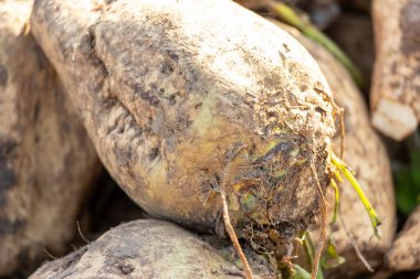 Toprakla kaplı tarlada taze toplanmış şeker pancarları. Yüksek kalite fotoğraf