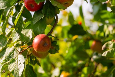 Eylül 'de güzel bir havada ağaçta kırmızı elmalar. Yüksek kalite fotoğraf