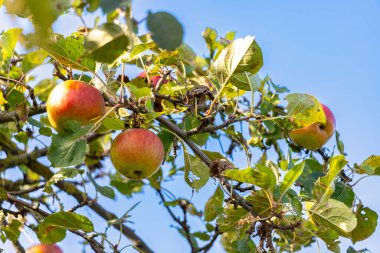 Eylül 'de güzel bir havada ağaçta kırmızı elmalar. Yüksek kalite fotoğraf