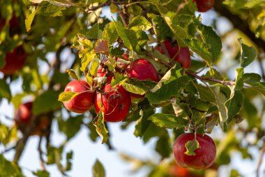Eylül 'de güzel bir havada ağaçta kırmızı elmalar. Yüksek kalite fotoğraf