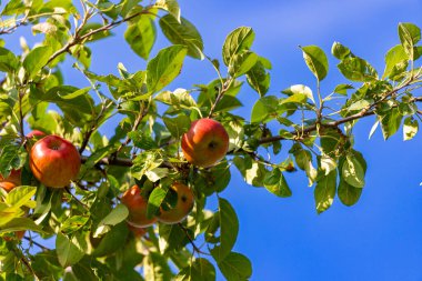 Eylül 'de güzel bir havada ağaçta kırmızı elmalar. Yüksek kalite fotoğraf