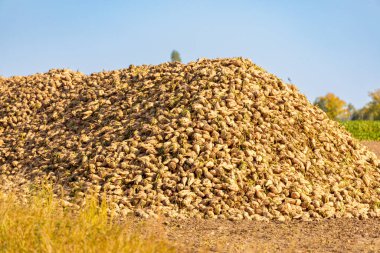Eylül 'de taze toplanmış şeker pancarlarıyla dolu bir dağ. Yüksek kalite fotoğraf