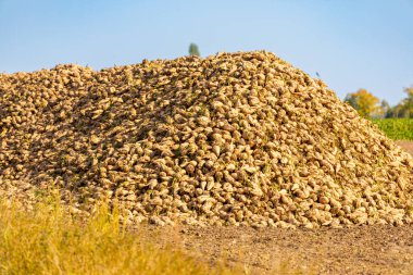Eylül 'de taze toplanmış şeker pancarlarıyla dolu bir dağ. Yüksek kalite fotoğraf