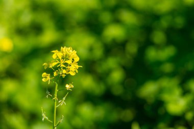 Sonbaharda birkaç sarı çiçekli yeşil kolza tohumu tarlası. Yüksek kalite fotoğraf