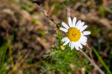 Sarı merkezli ve beyaz yapraklı bir çiçeğin yakın çekimi, Roma papatyası. Yüksek kalite fotoğraf