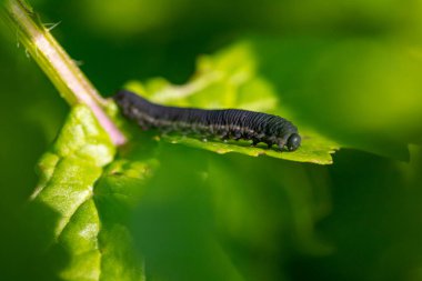 Yeşil yapraklı siyah tırtıl, makro çekim. Yüksek kalite fotoğraf