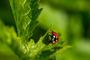 Yeşil yapraklı bir uğur böceğinin makro görüntüsü. Yüksek kalite fotoğraf