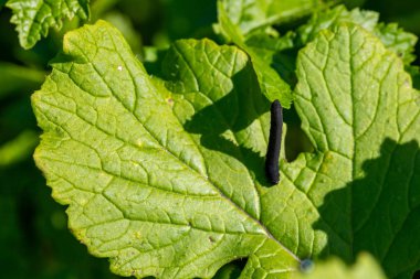 black caterpillar on a green leaf, macro shot. High quality photo clipart