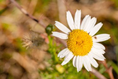 Sarı merkezli ve beyaz yapraklı bir çiçeğin yakın çekimi, Roma papatyası. Yüksek kalite fotoğraf