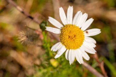 Sarı merkezli ve beyaz yapraklı bir çiçeğin yakın çekimi, Roma papatyası. Yüksek kalite fotoğraf