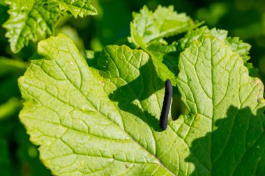 black caterpillar on a green leaf, macro shot. High quality photo clipart