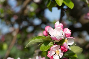 Baharda yabani elma çiçeğinin yakın çekimi. Yüksek kalite fotoğraf