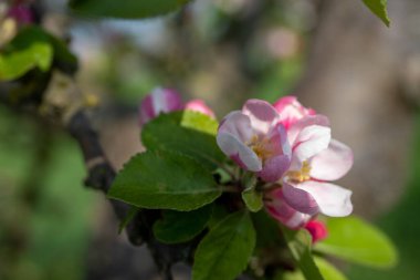 Baharda yabani elma çiçeğinin yakın çekimi. Yüksek kalite fotoğraf