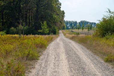 Eylül ayında toprak bir yolda panoramik manzara mısır, kolza tohumu, şeker pancarı ve çok az ağaçla. Yüksek kalite fotoğraf