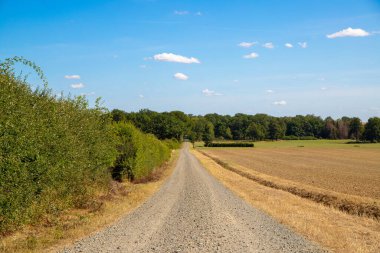Eylül ayında toprak bir yolda panoramik manzara mısır, kolza tohumu, şeker pancarı ve çok az ağaçla. Yüksek kalite fotoğraf