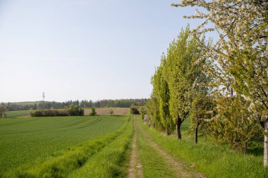 Eylül ayında toprak bir yolda panoramik manzara mısır, kolza tohumu, şeker pancarı ve çok az ağaçla. Yüksek kalite fotoğraf