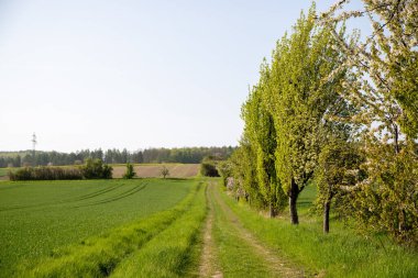 Eylül ayında toprak bir yolda panoramik manzara mısır, kolza tohumu, şeker pancarı ve çok az ağaçla. Yüksek kalite fotoğraf