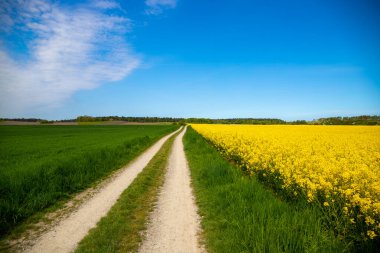 Eylül ayında toprak bir yolda panoramik manzara mısır, kolza tohumu, şeker pancarı ve çok az ağaçla. Yüksek kalite fotoğraf