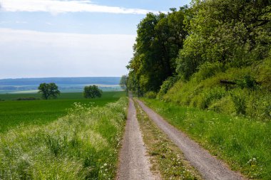 Eylül ayında toprak bir yolda panoramik manzara mısır, kolza tohumu, şeker pancarı ve çok az ağaçla. Yüksek kalite fotoğraf