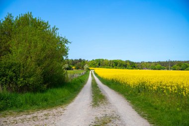 Eylül ayında toprak bir yolda panoramik manzara mısır, kolza tohumu, şeker pancarı ve çok az ağaçla. Yüksek kalite fotoğraf