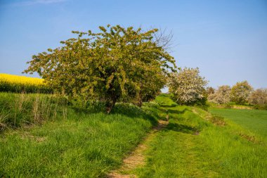 Eylül ayında toprak bir yolda panoramik manzara mısır, kolza tohumu, şeker pancarı ve çok az ağaçla. Yüksek kalite fotoğraf