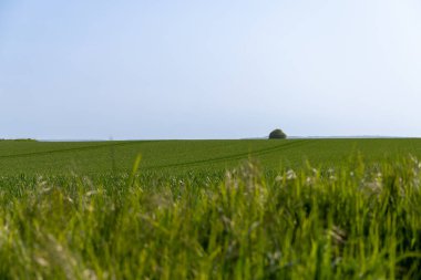 Arkasında bir sıra ağaç ve tepe olan bir tarlanın panoramik manzarası. Yüksek kalite fotoğraf
