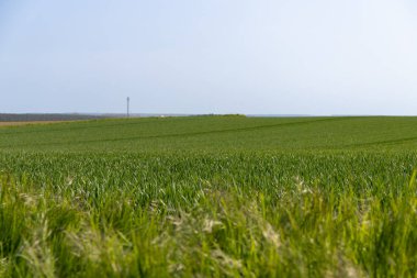 Arkasında bir sıra ağaç ve tepe olan bir tarlanın panoramik manzarası. Yüksek kalite fotoğraf