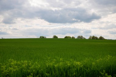Arkasında bir sıra ağaç ve tepe olan bir tarlanın panoramik manzarası. Yüksek kalite fotoğraf