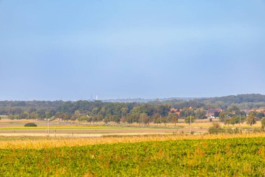 Arkasında bir sıra ağaç ve tepe olan bir tarlanın panoramik manzarası. Yüksek kalite fotoğraf