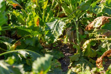 Hasattan önce eylül ayında bir şeker pancarı fabrikasının yakın çekimi. Yüksek kalite fotoğraf