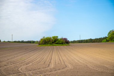 Arkasında bir sıra ağaç ve tepe olan bir tarlanın panoramik manzarası. Yüksek kalite fotoğraf