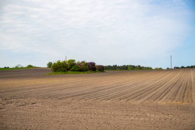 Arkasında bir sıra ağaç ve tepe olan bir tarlanın panoramik manzarası. Yüksek kalite fotoğraf