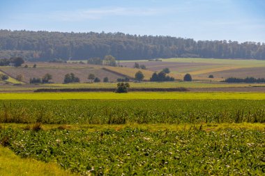 Arkasında bir sıra ağaç ve tepe olan bir tarlanın panoramik manzarası. Yüksek kalite fotoğraf