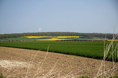 Arkasında bir sıra ağaç ve tepe olan bir tarlanın panoramik manzarası. Yüksek kalite fotoğraf