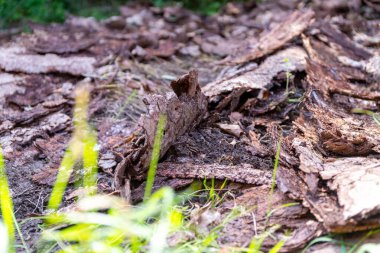 Ormandaki eski bir odun deposunun kalıntıları gibi bir sürü ağaç kabuğu var. Yüksek kalite fotoğraf