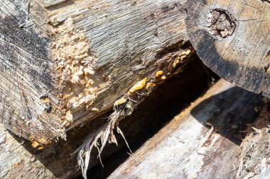 Ormanda yığılmış bir sürü ağaç gövdesi var. Yüksek kalite fotoğraf