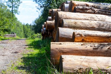 Ormanda yığılmış bir sürü ağaç gövdesi var. Yüksek kalite fotoğraf