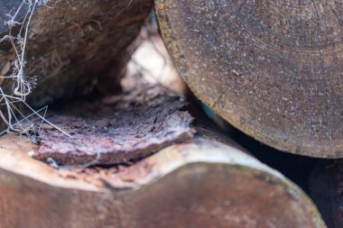 Ormanda yığılmış bir sürü ağaç gövdesi var. Yüksek kalite fotoğraf