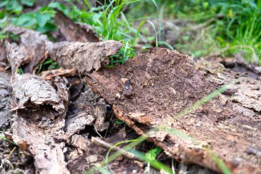 Ormandaki eski bir odun deposunun kalıntıları gibi bir sürü ağaç kabuğu var. Yüksek kalite fotoğraf