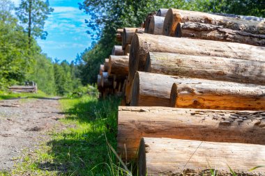 Ormanda yığılmış bir sürü ağaç gövdesi var. Yüksek kalite fotoğraf