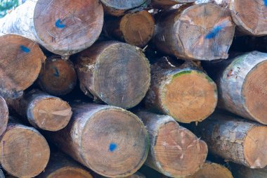 Ormanda yığılmış bir sürü ağaç gövdesi var. Yüksek kalite fotoğraf