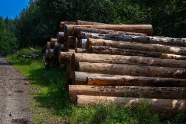 Ormanda yığılmış bir sürü ağaç gövdesi var. Yüksek kalite fotoğraf