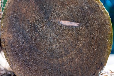 Ormanda yığılmış bir sürü ağaç gövdesi var. Yüksek kalite fotoğraf