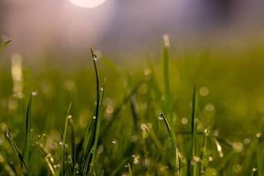 Sabahları çimenleri su damlalarıyla kapatıyoruz. Yüksek kalite fotoğraf