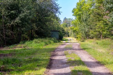 Kenarında kesik ağaç gövdeleri olan orman yolu. Yüksek kalite fotoğraf