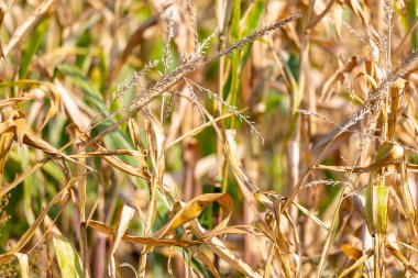 Ekim ayında buğday tarlasına yakın çekim. Yüksek kalite fotoğraf
